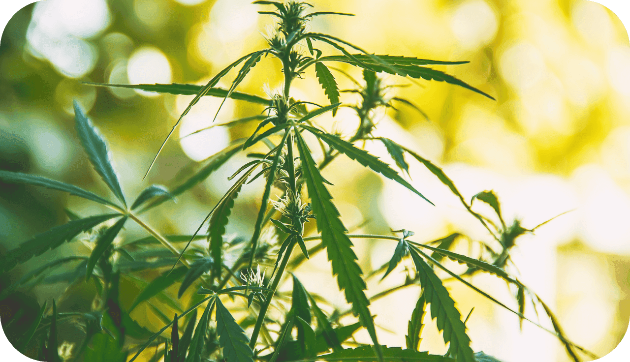 Cannabispflanzen draußen in der Natur