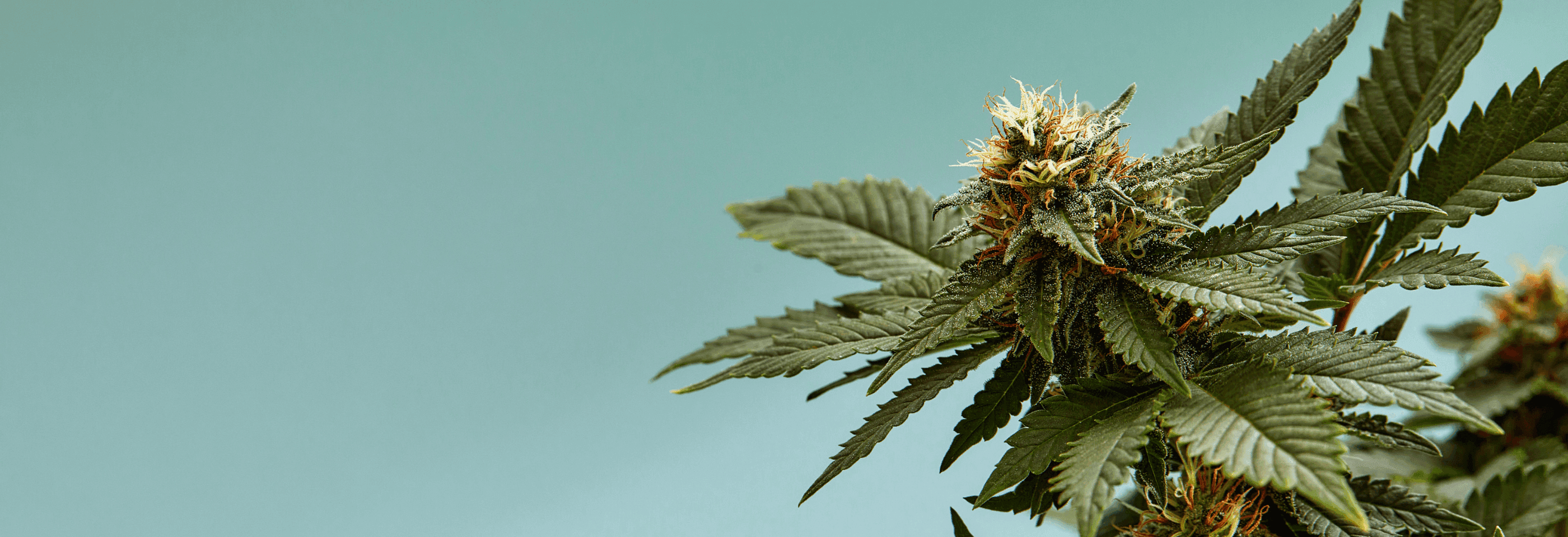 Eine Cannabispflanze auf der rechten Seite auf blauen Hintergrund