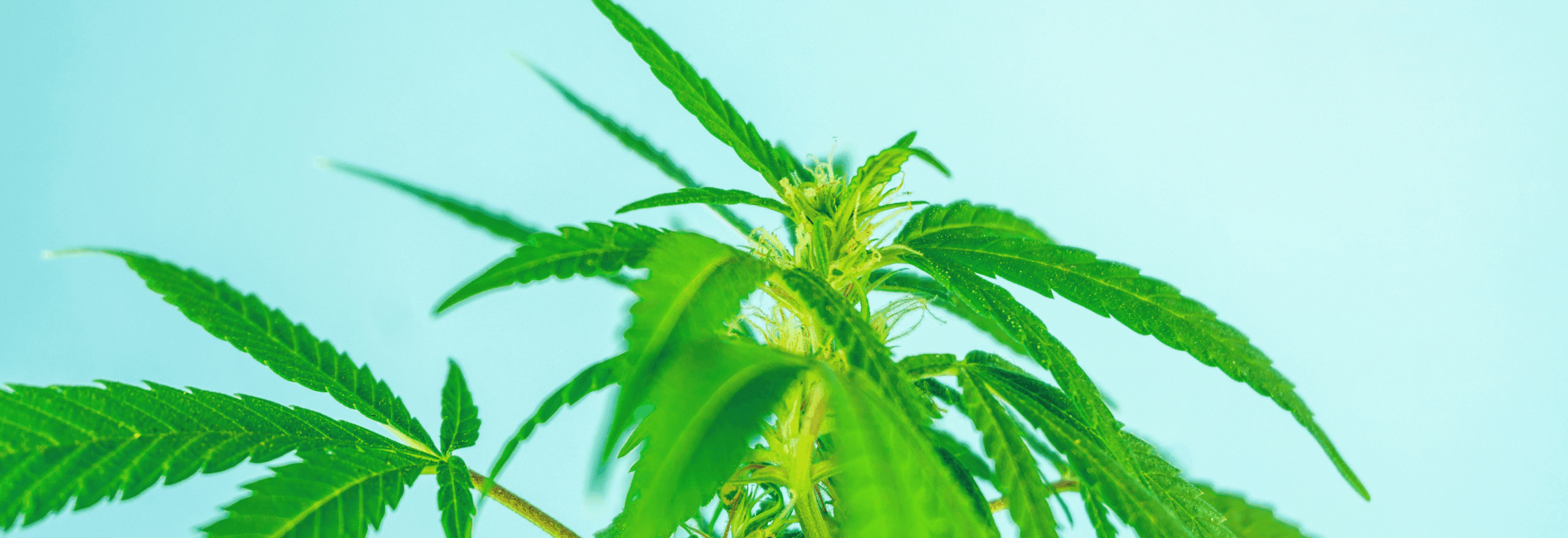 Nahaufnahme einer Cannabispflanze mit hellblauen Hintergrund