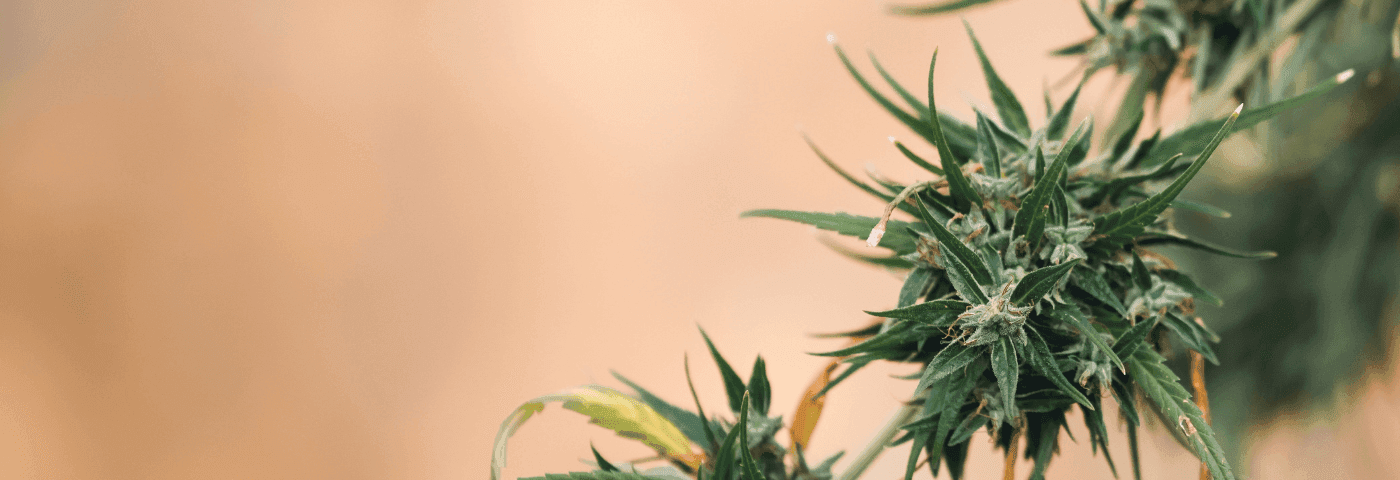 Nahaufnahme einer Cannabispflanze mit beigen Hintergrund
