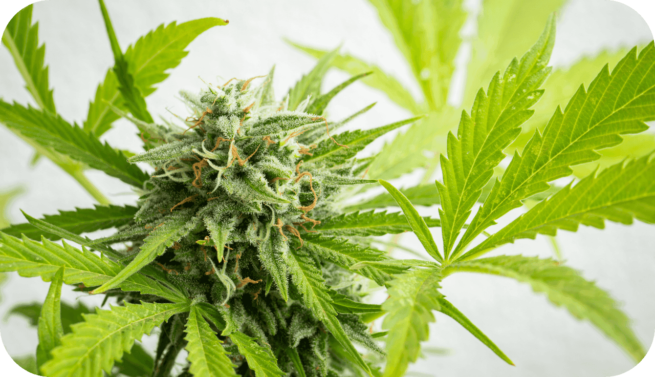 Nahaufnahme einer hell grünen Cannabispflanze